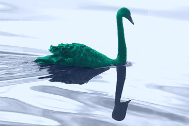Which colour Swan: black, white or green? - Kaj Embren